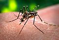 Aedes aegypti CDC-Gathany