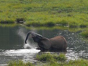 African elephant, Mbeli-Bai, Republic of Congo (18320426684)