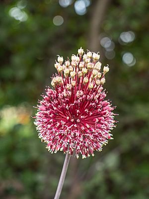 "Allium amethystinum" 'Red Mohican'