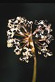 Allium cernuum seed head