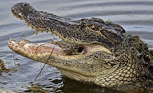 American Alligator eating crab