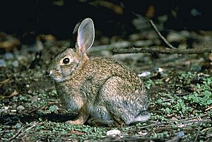 American Rabbit