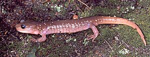 Aneides lugubris