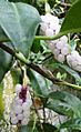 Anthurium scandens berries