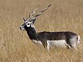 Antilope cervicapra from velavadar