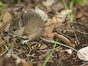 Apodemus sylvaticus (Sardinia)