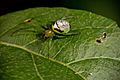 Araneidae-Araneinae-Araneus-praesignis 05 Photo-Robert-Whyte