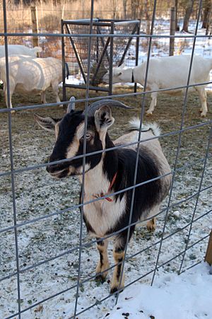 Arapawa dairy goat