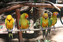 Aratinga solstitialis -four on a perch in captivity-8a