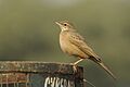 Aravalli BiodivPark Gurgaon DSC9162 long-billed pipit