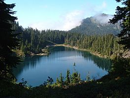A small lake surrounded by tall trees