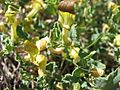 Aristolochia pistolochia flor