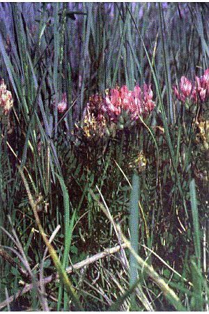Astragalusagrestis1.jpg