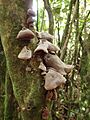 Auricularia cornea (Wellington, New Zealand)