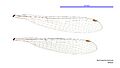 Austroagrion watsoni female wings (34664618172)