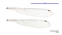 Austroagrion watsoni female wings (34664618172)
