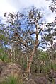 Avon vally gnangarra-42