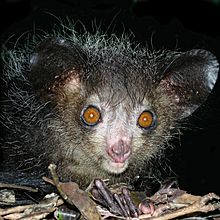 Aye-aye at night in the wild in Madagascar