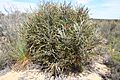 Banksia elderiana Yellowdyne orig