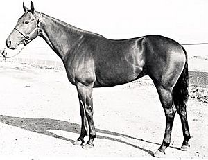 Black-and-white photographic side view of a dark-colored horse in a halter. Horse has no white marks on the body and the head is turned slightly towards the camera.