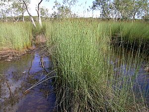 Baumea juncea habit2 - Flickr - Macleay Grass Man.jpg