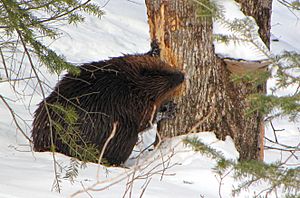 Beaver in Winter, Gatineau Park