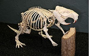 Beaver skeleton