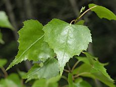 Betula populifolia leaves