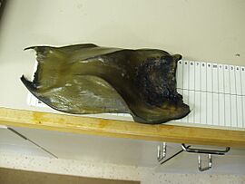 Big skate egg case