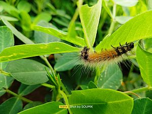 Bihar hairy caterpillar feeding on Groundnut leaf
