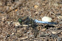 Black-tailed skimmer dragonfly (Orthetrum cancellatum) adult male