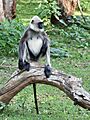 Black Footed Langur Log Nagarhole Dec21 D72 21387
