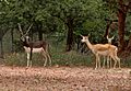 Blackbuck (Antilope cervicapra)- Male & female in Hyderabad, AP W IMG 7268