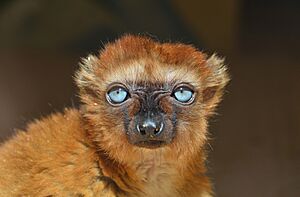 Blue-eyed black lemur.jpg