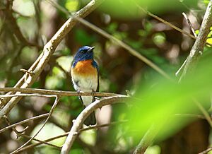 Blue-throated Blue Flycatcher (Cyornis rubeculoides) (46511242922)