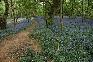 Bluebells in Lassington Wood - geograph.org.uk - 435531