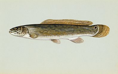 Bowfin fish image