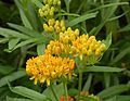 Butterfly Weed Asclepias tuberosa Yellow