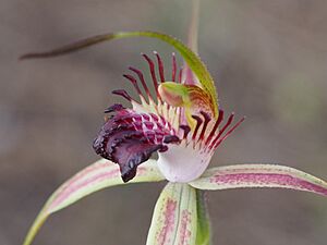Caladenia paludosa 02