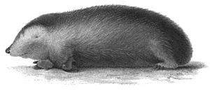 Calcochloris obtusirostris Peters 1852.jpg