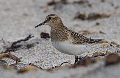 Calidris bairdii -Gullbringusysla, Iceland-8.jpg