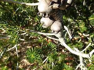 Calothamnus validus (fruits)