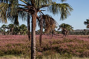 Cerrado - Parque Nacional Chapada dos veadeiros 2