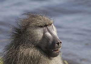 Chacma baboon (Papio ursinus griseipes) male head.jpg