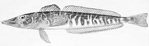 Champsocephalus esox PlateXX fig1 Regan1913.jpg