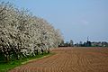 Cherry plantation (Bemmel, Lingewaard)