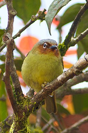 Chestnut-faced babbler.jpg