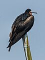 Christmas Island Frigatebird male - Jakarta Bay, Indonesia