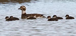 Clangula hyemalis -Iceland -mother and ducklings-8