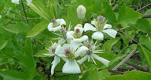 Clematis ligusticifolia female flowers.jpg